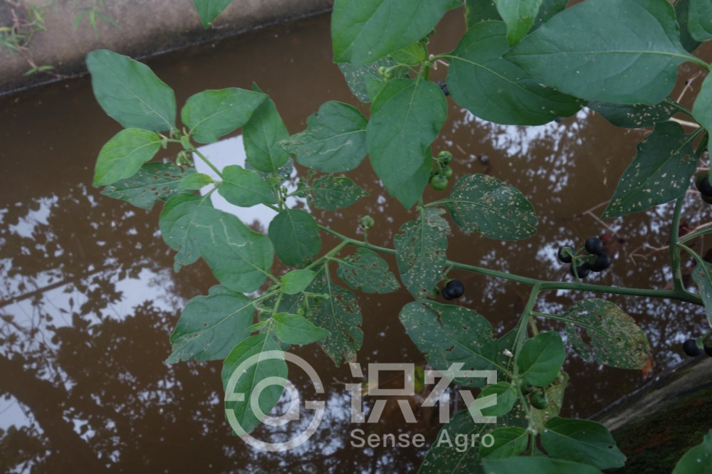柑橘黄叶症状示例2