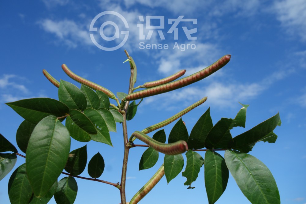 柑橘黄叶症状示例1