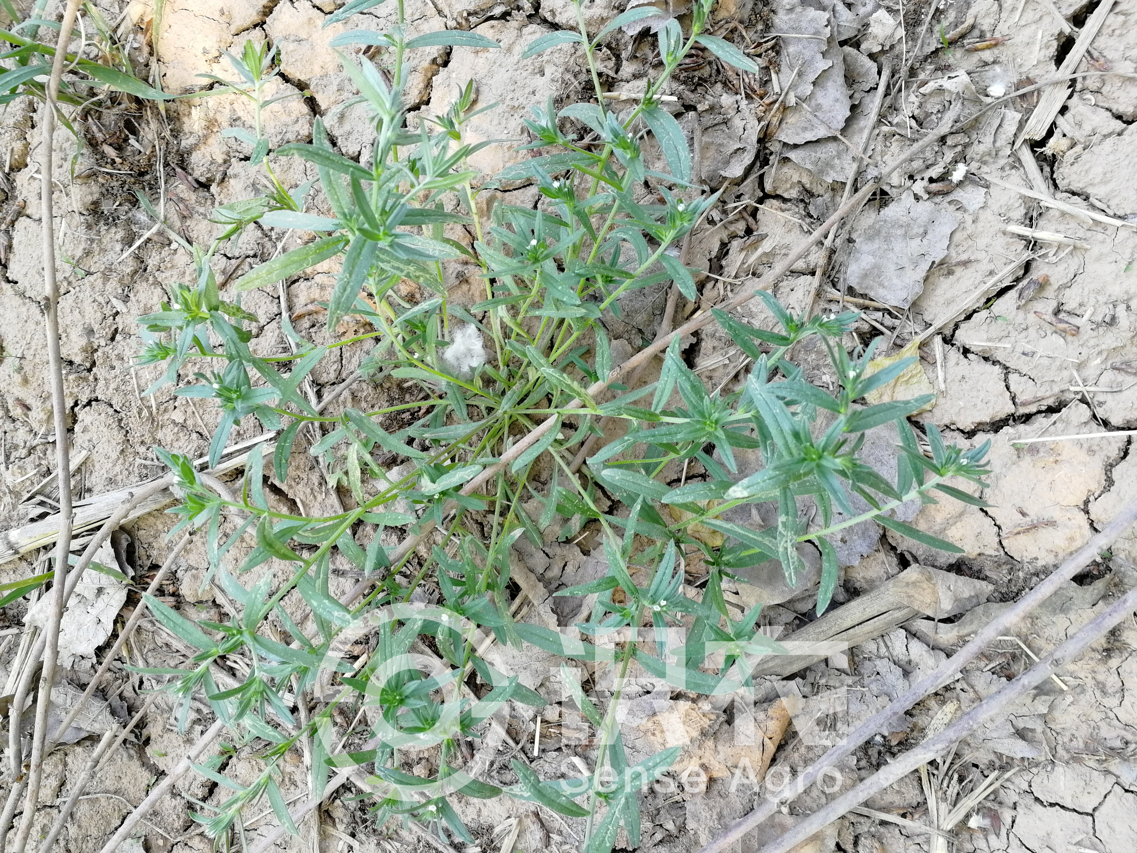 柑橘黄叶症状示例1