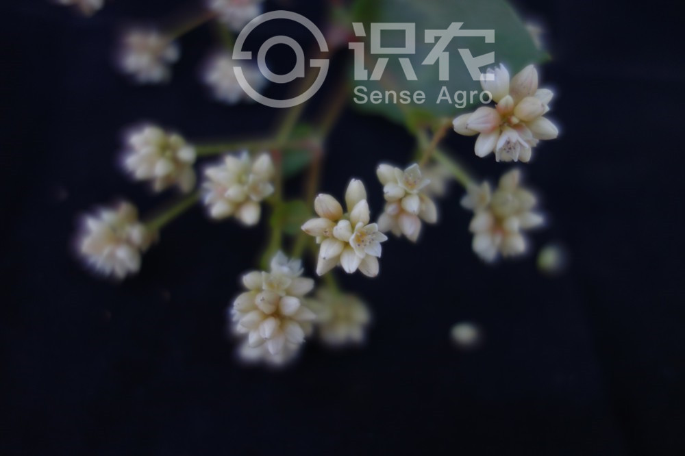 柑橘黄叶症状示例3