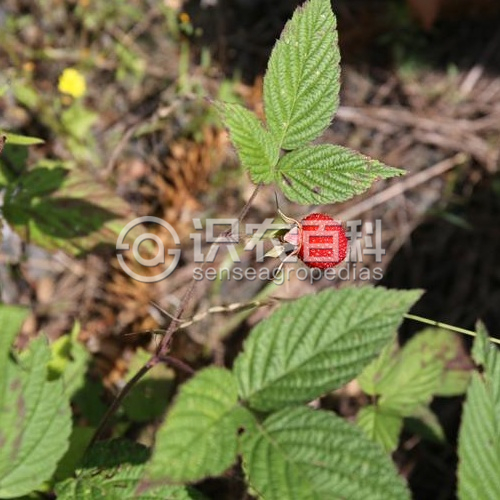 柑橘黄叶症状示例3