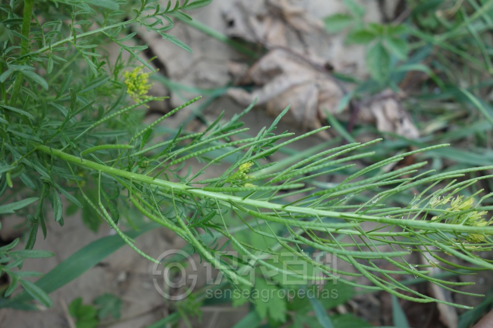 柑橘黄叶症状示例5