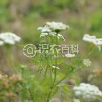 柑橘黄叶症状示例0