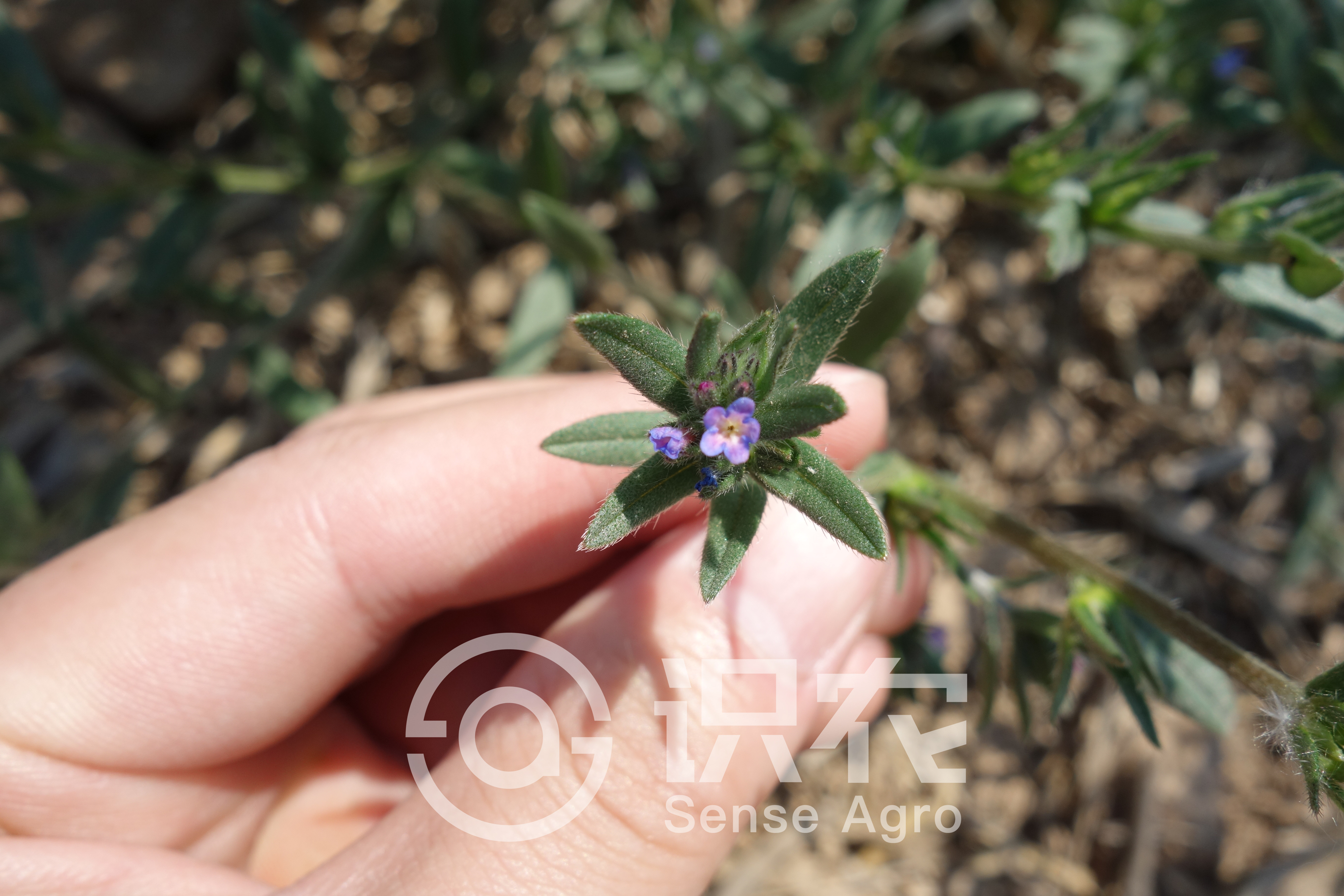 柑橘黄叶症状示例4