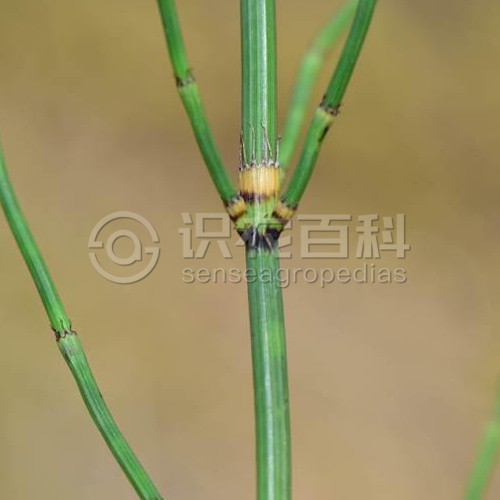 柑橘黄叶症状示例2