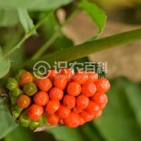 柑橘黄叶症状示例0