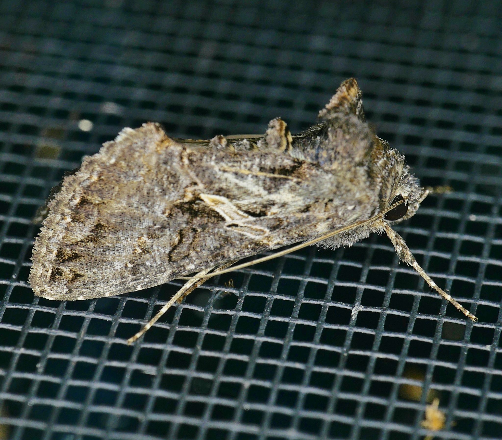 柑橘黄叶症状示例2