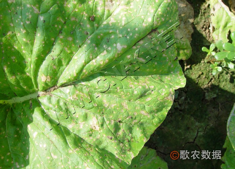 柑橘黄叶症状示例0