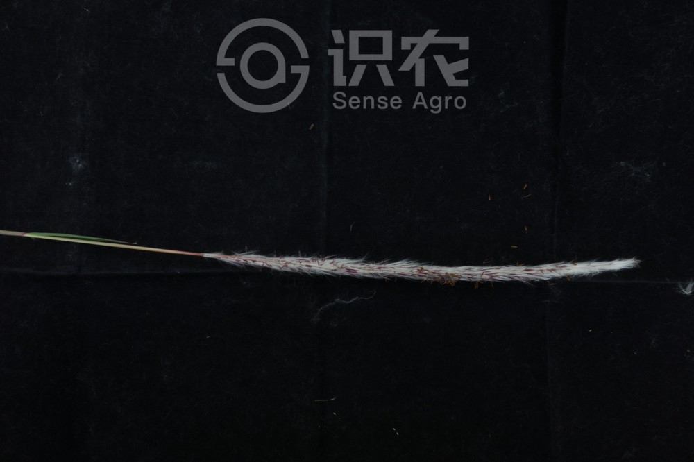 柑橘黄叶症状示例4