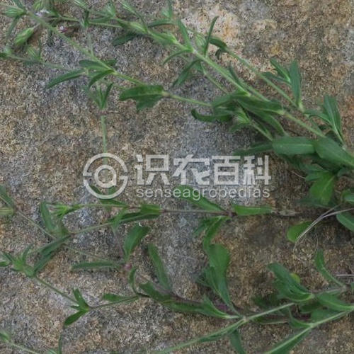 柑橘黄叶症状示例2