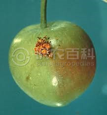柑橘黄叶症状示例3