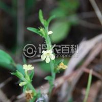 柑橘黄叶症状示例0
