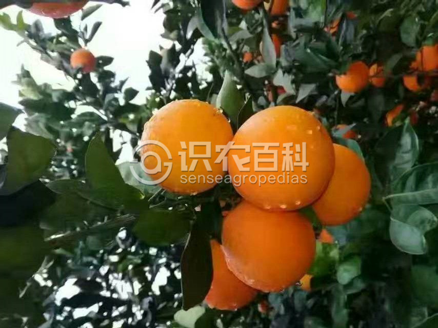 柑橘黄叶症状示例2