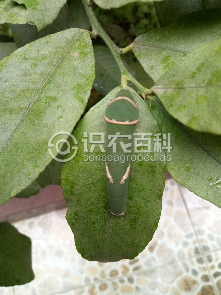 柑橘黄叶症状示例1