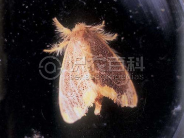 柑橘黄叶症状示例1