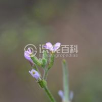 柑橘黄叶症状示例0