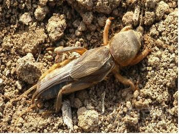 柑橘黄叶症状示例4