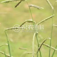 柑橘黄叶症状示例0