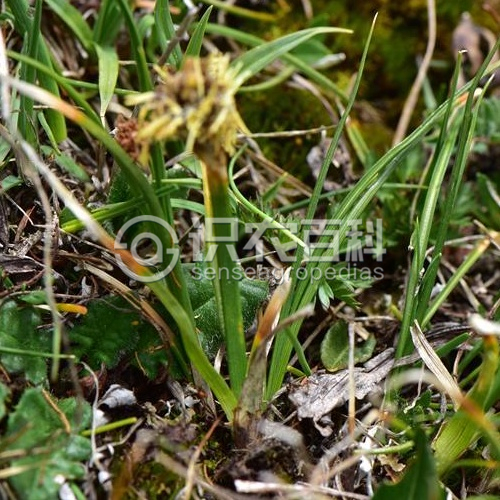 柑橘黄叶症状示例2