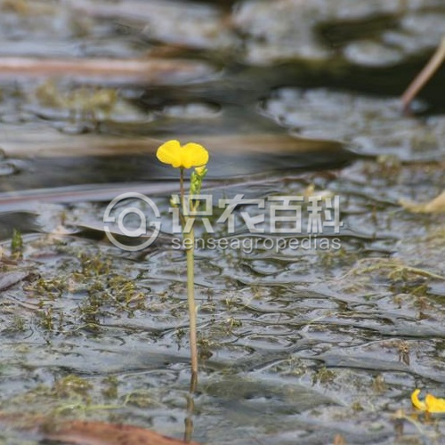 柑橘黄叶症状示例1