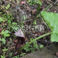 柑橘黄叶症状示例0