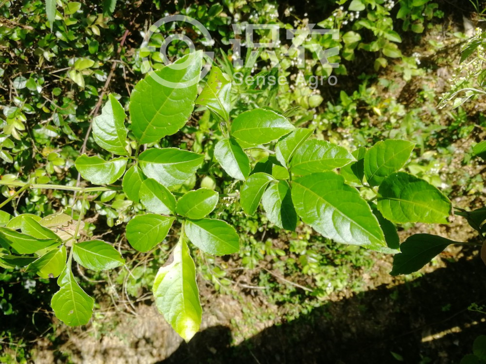 柑橘黄叶症状示例5
