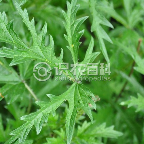 柑橘黄叶症状示例1