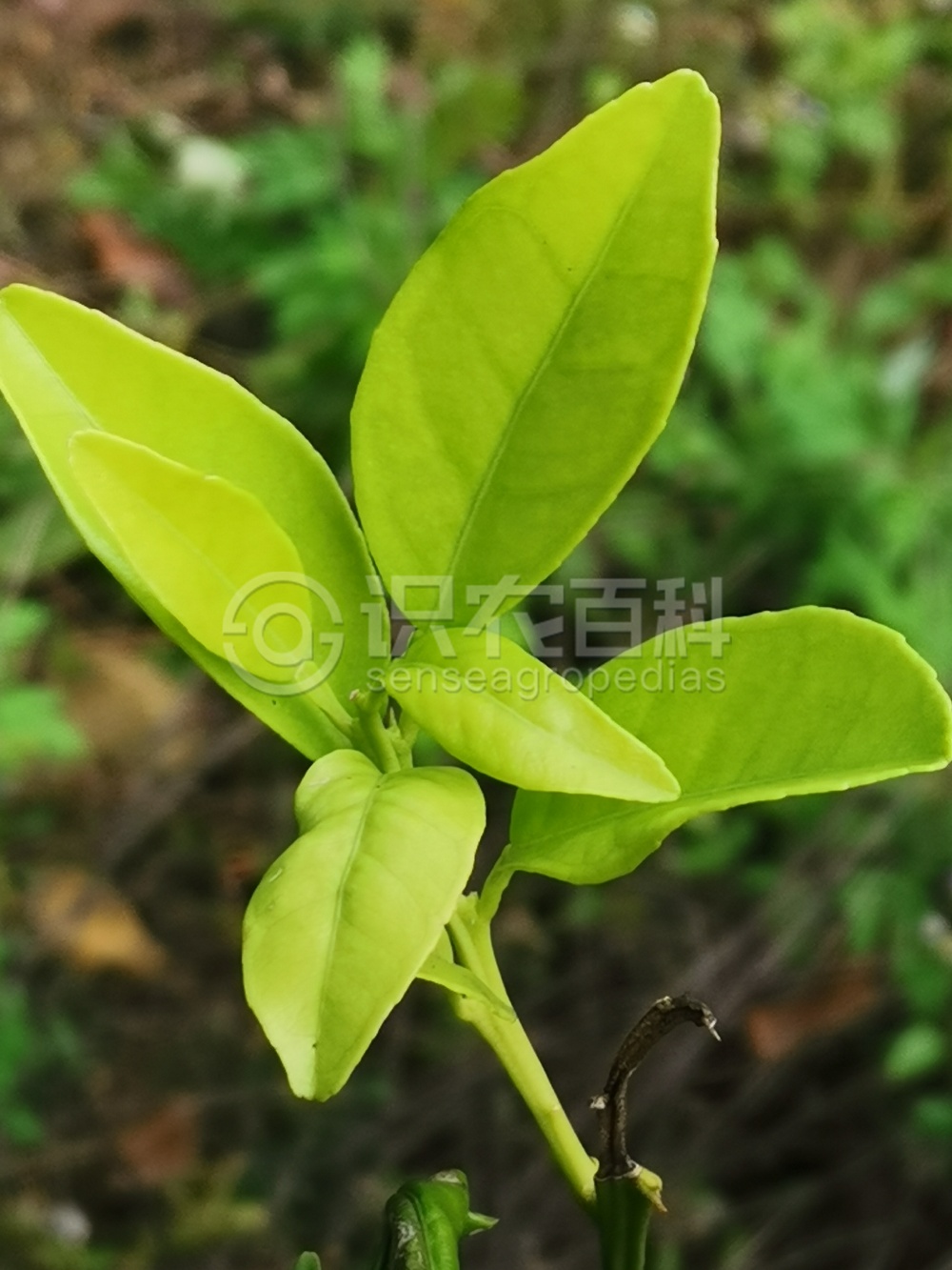 柑橘黄叶症状示例3