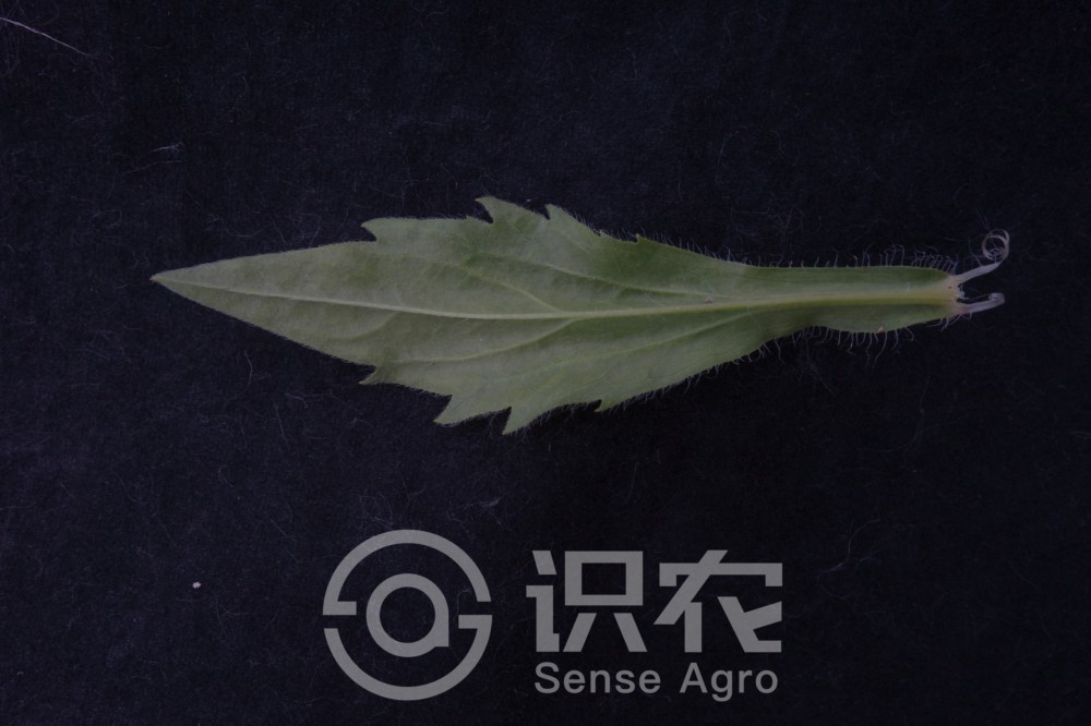 柑橘黄叶症状示例7