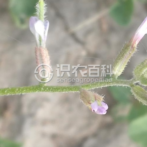 柑橘黄叶症状示例2