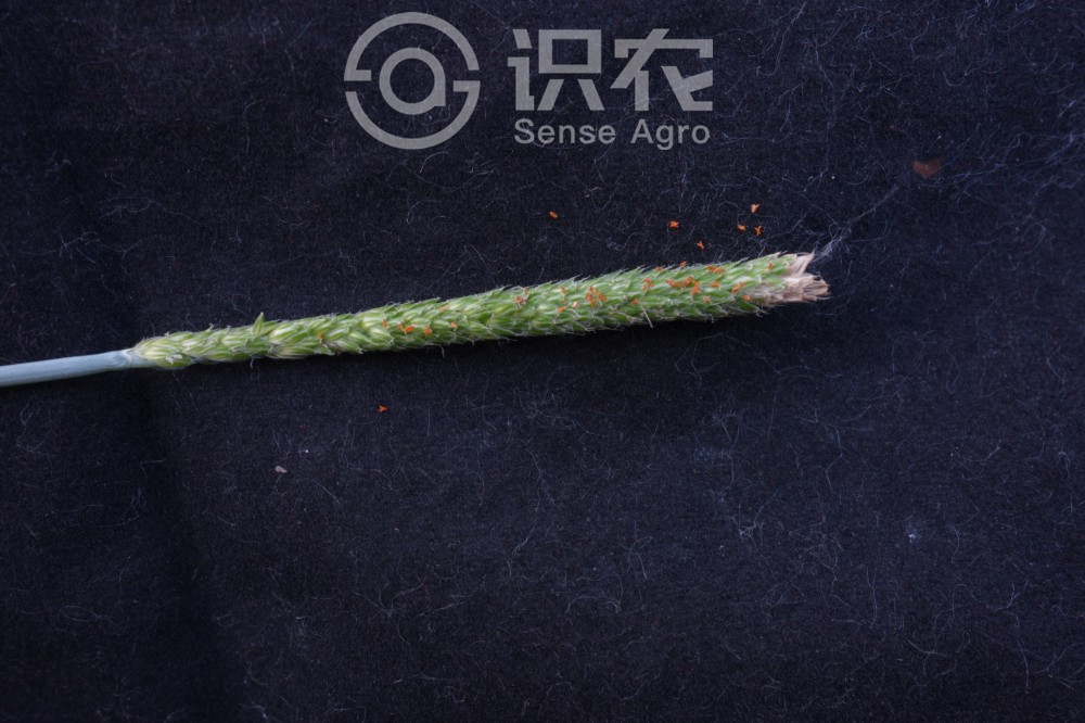 柑橘黄叶症状示例3