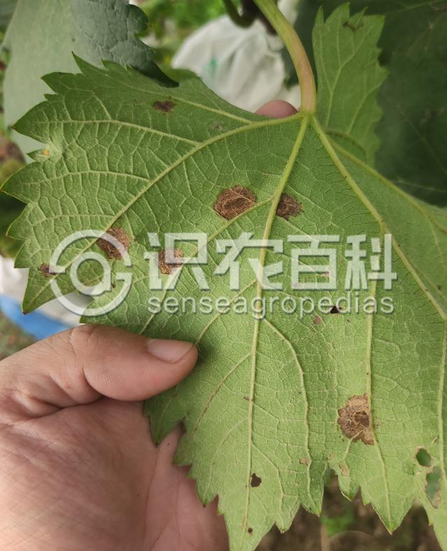 柑橘黄叶症状示例4