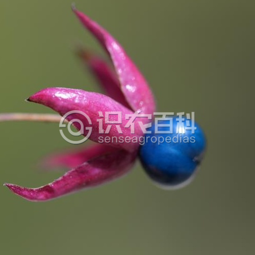 柑橘黄叶症状示例4