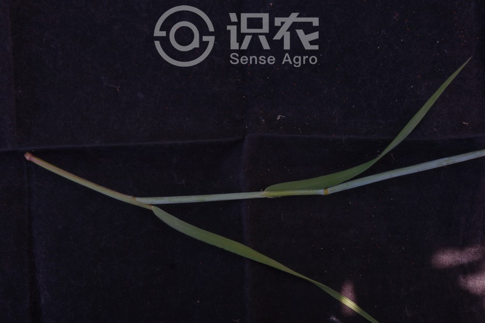 柑橘黄叶症状示例5