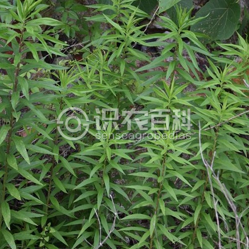 柑橘黄叶症状示例2