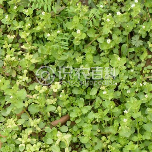 柑橘黄叶症状示例3