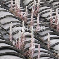 柑橘黄叶症状示例0