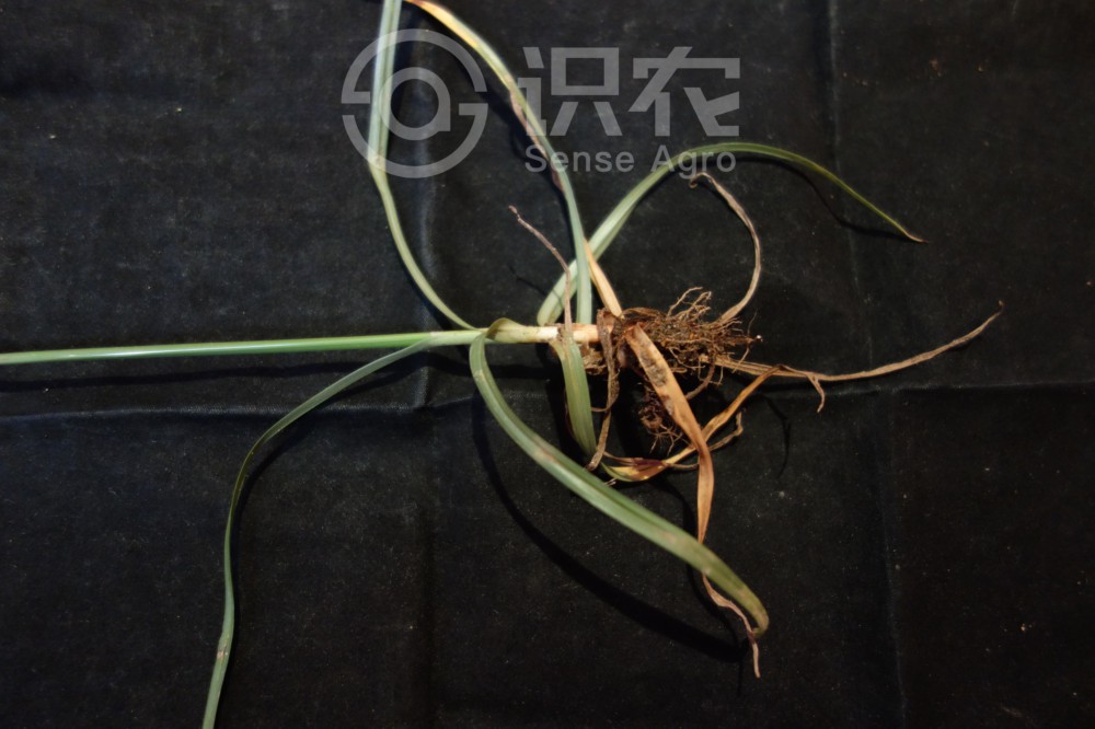 柑橘黄叶症状示例5