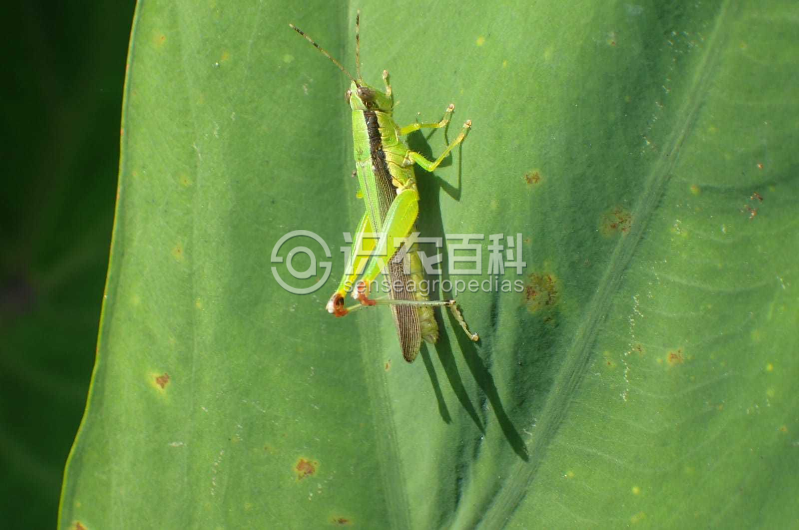 柑橘黄叶症状示例2