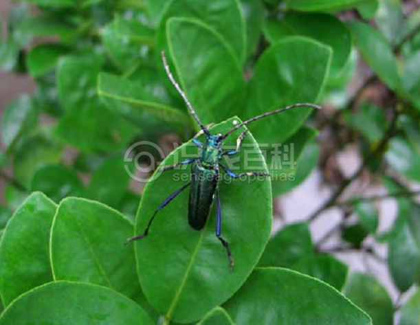 柑橘黄叶症状示例1