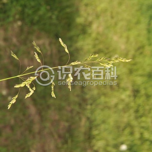 柑橘黄叶症状示例2