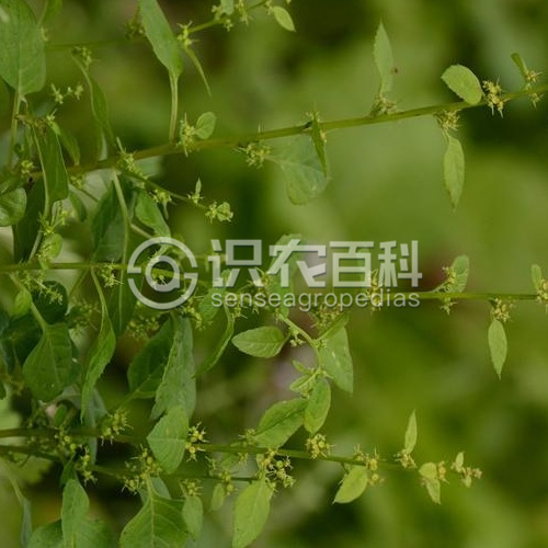 柑橘黄叶症状示例1