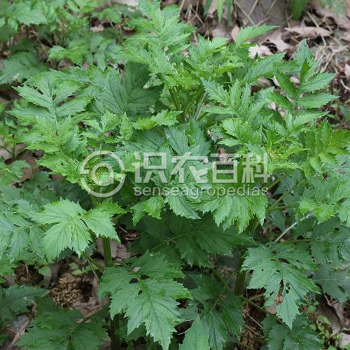 柑橘黄叶症状示例1