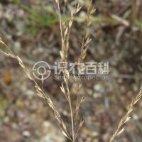 柑橘黄叶症状示例0