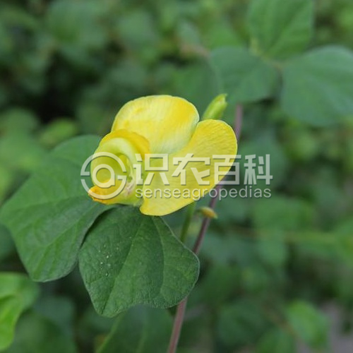 柑橘黄叶症状示例2