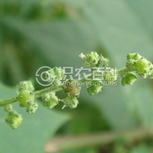 柑橘黄叶症状示例3