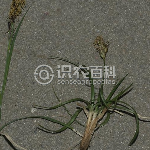 柑橘黄叶症状示例2