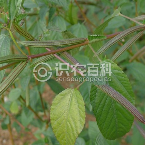 柑橘黄叶症状示例3