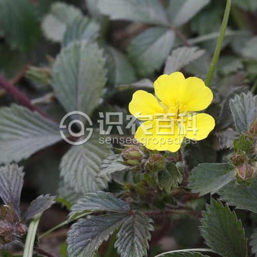 柑橘黄叶症状示例1