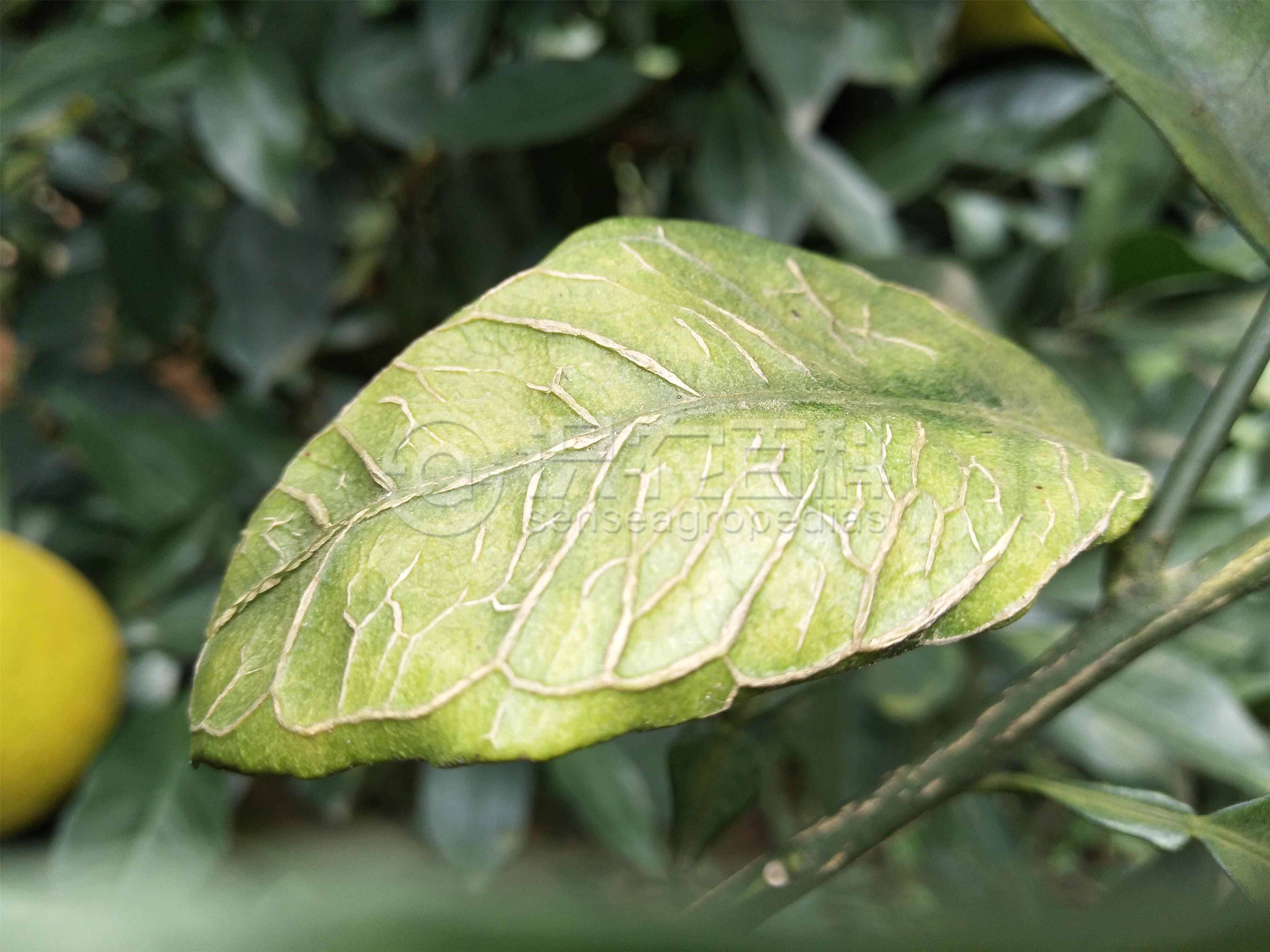 柑橘黄叶症状示例1